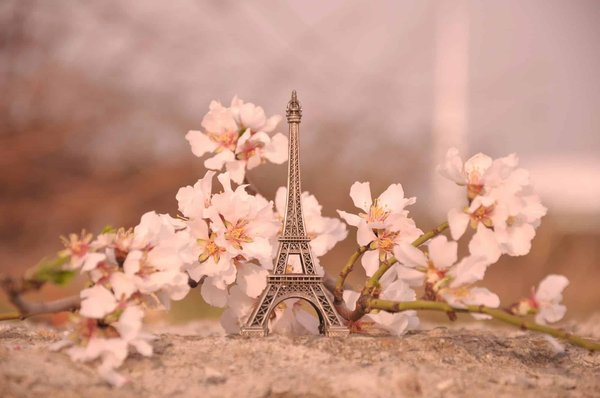 Les paris sportifs et le Stade Rennais : guide complet